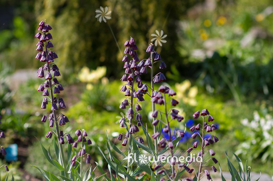 Fritillaria persica - Persian lily (103425)