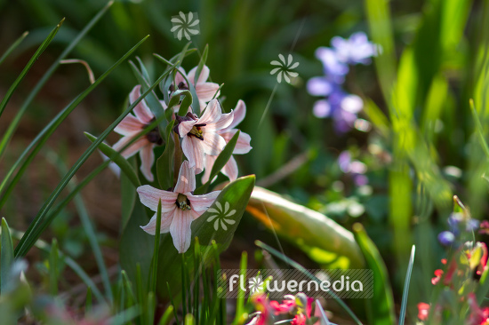 Fritillaria stenanthera - Fritillary (105414)