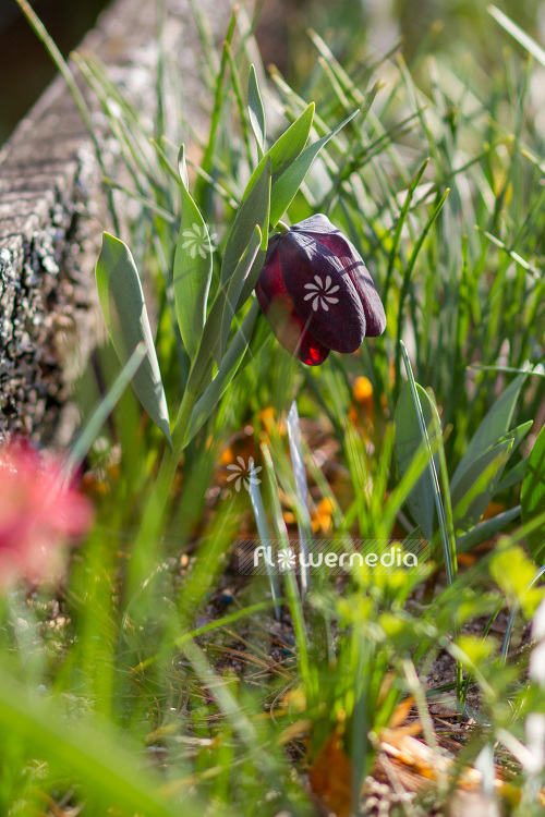 Fritillaria tubiformis - Fritillary (103426)