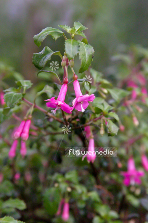 Fuchsia magellanica var. myrtifolia - Myrtle fuchsia (103430)