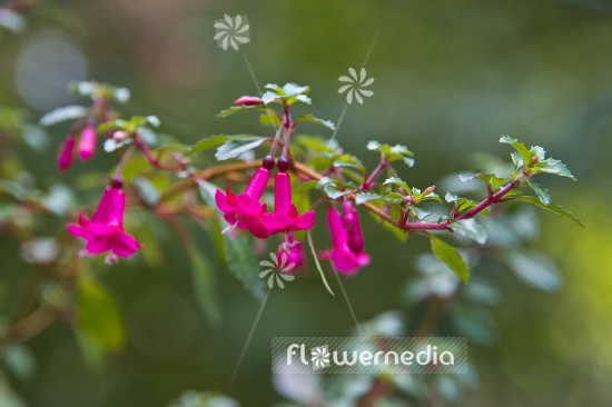 Fuchsia magellanica var. myrtifolia - Myrtle fuchsia (103431)