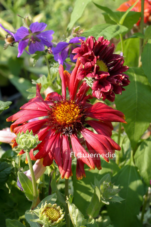 Gaillardia x grandiflora 'Burgunder' - Blanketflower (100963)