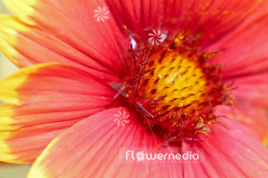 Gaillardia x grandiflora 'Fackelschein' - Blanketflower (103442)