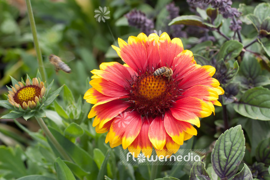 Gaillardia x grandiflora 'Fackelschein' - Blanketflower (103443)