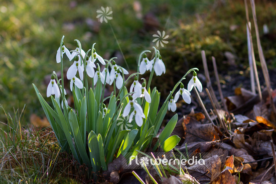 Galanthus elwesii - Elwes's snowdrop (105416)