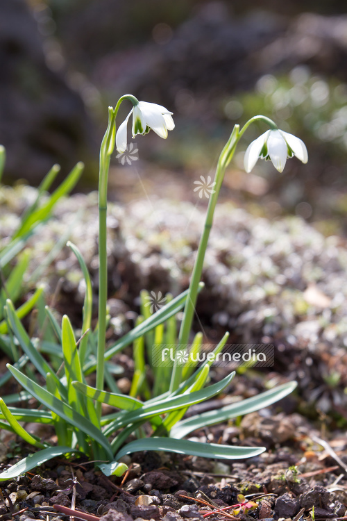 Galanthus 'Hippolyta' - Snowdrop (105418)