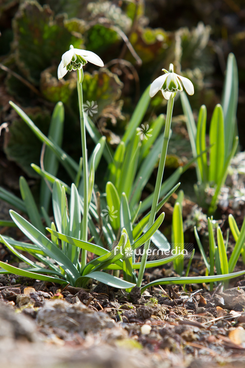 Galanthus 'Hippolyta' - Snowdrop (105419)