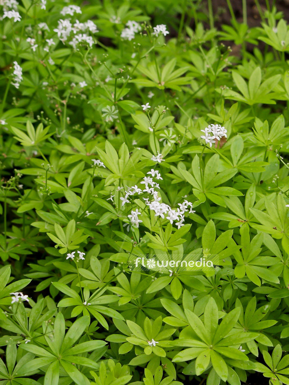 Galium odoratum - Sweet woodruff (100969)