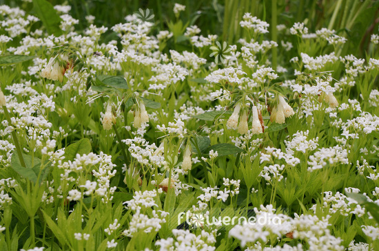 Galium odoratum - Sweet woodruff (103464)