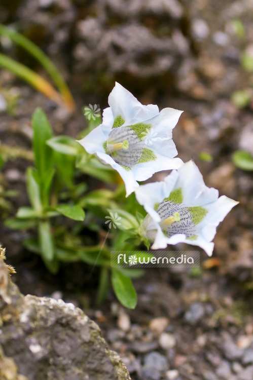 Gentiana angustifolia 'Lichtblau' - Gentian (102081)