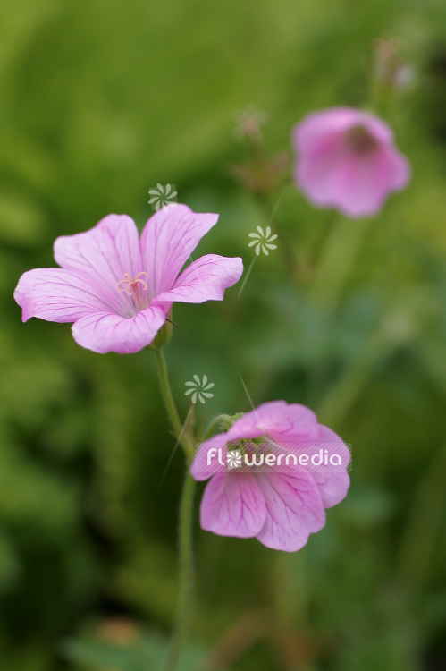 Geranium endressii - French cranesbill (102082)