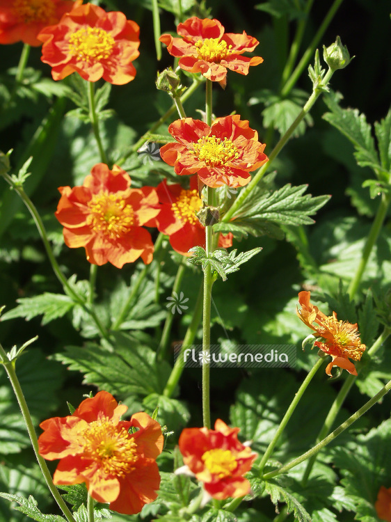 Geum coccineum - Scarlet-flowered avens (101002)