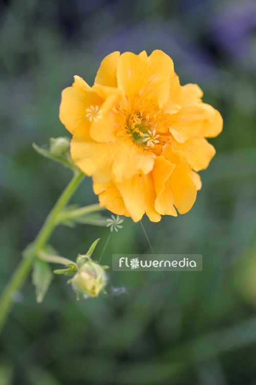 Geum 'Goldball' - Avens (103539)