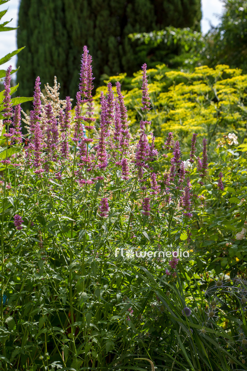 Giant hyssop in the garden (106887)