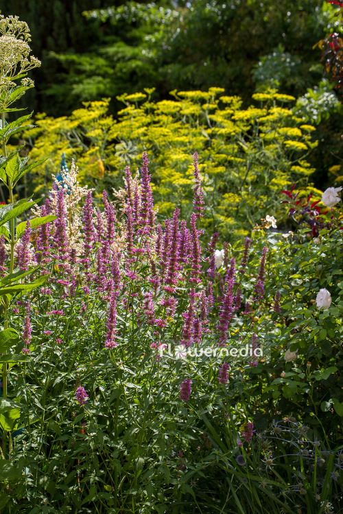 Giant hyssop in the garden (106888)