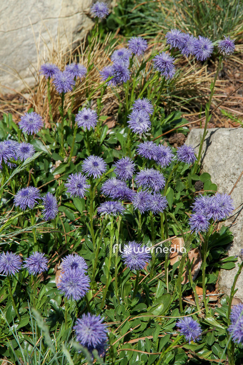 Globularia aphyllanthes - Blue daisy (110786)