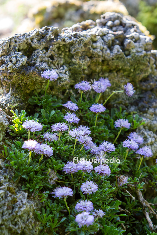 Globularia meridionalis - Southern globe daisy (110794)