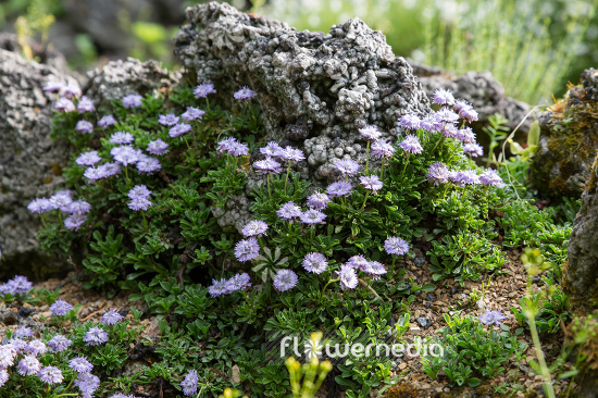 Globularia meridionalis - Southern globe daisy (110796)