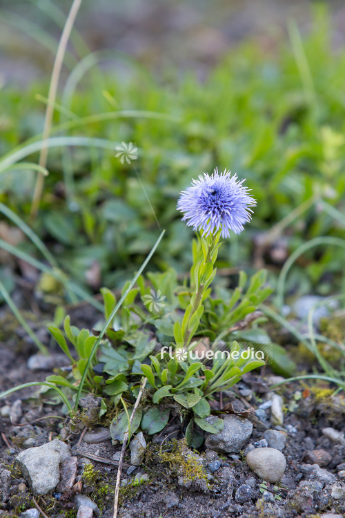 Globularia trichosantha - Hair-flowered globe daisy (110801)