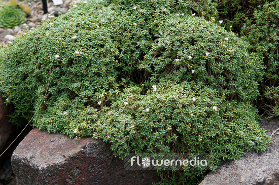 Gypsophila aretioides - Babys breath (110217)