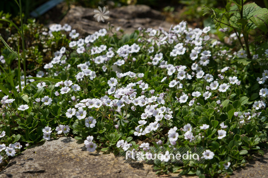 Gypsophila cerastioides - Chickweed baby's-breath (110221)