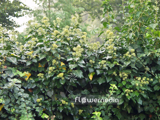 Hedera helix - Common ivy (109693)