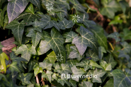Hedera helix 'Chicago' - Ivy (110295)