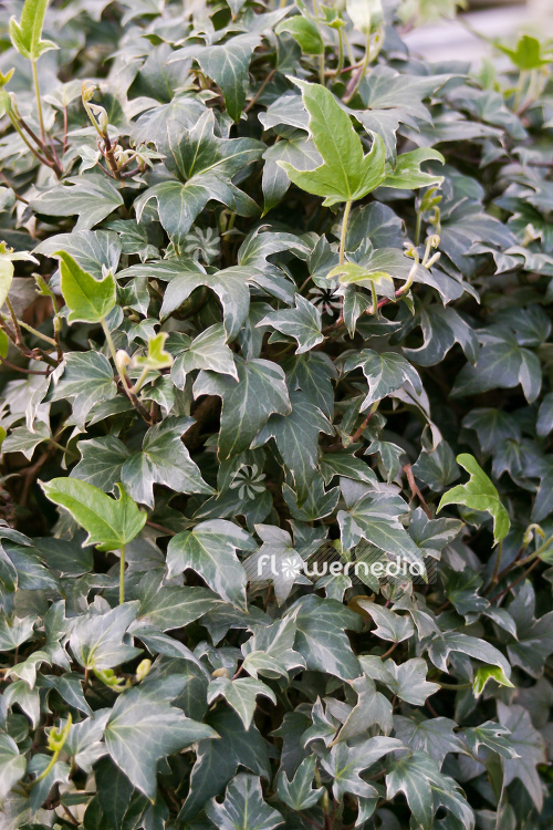 Hedera helix 'Silver Lace' - Ivy (110309)
