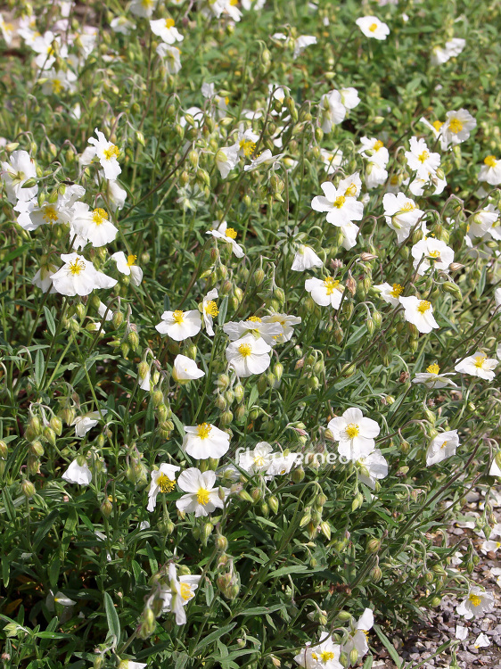 Helianthemum apenninum - White rock rose (101035)