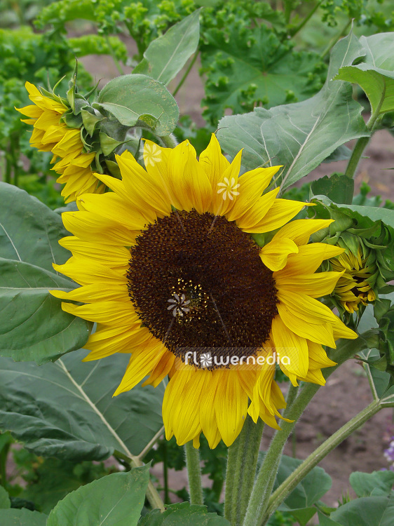 Helianthus annuus - Common sunflower (101040)