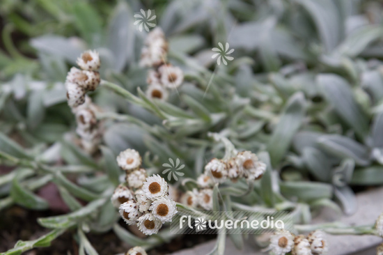 Helichrysum albo-brunneum - Everlasting (110312)