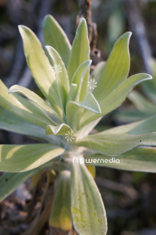 Helichrysum devium - Everlasting (110319)