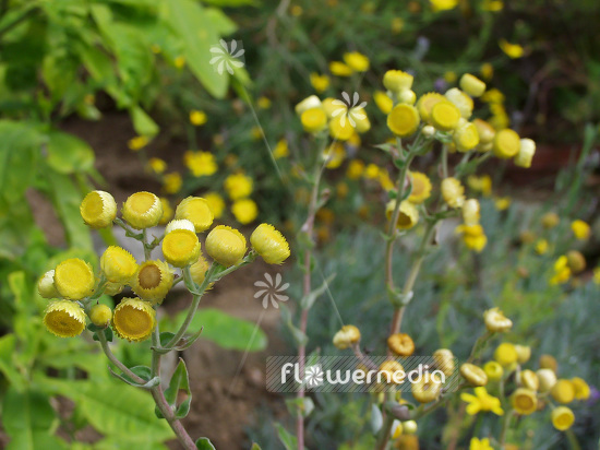 Helichrysum foetidum - Polecat strawflower (109696)