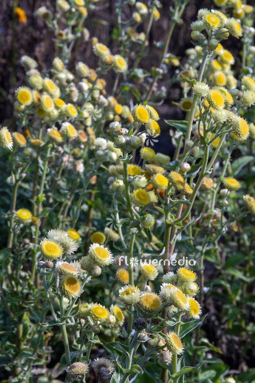 Helichrysum foetidum - Polecat strawflower (110321)