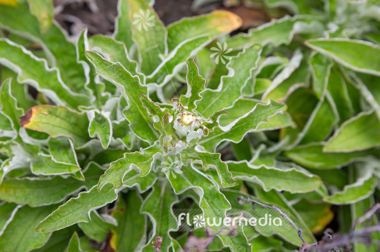Helichrysum foetidum - Polecat strawflower (110322)