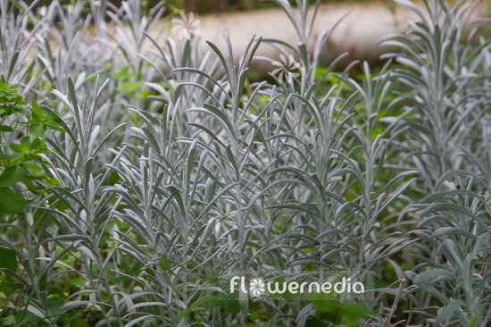 Helichrysum italicum - Curry plant (110324)