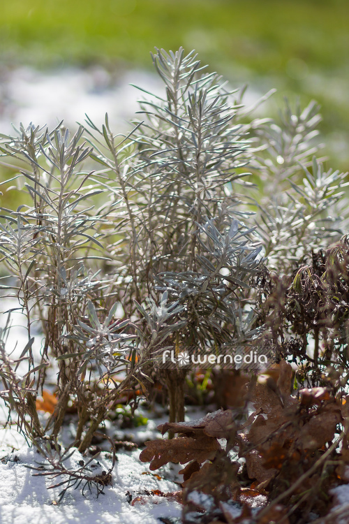 Helichrysum italicum - Curry plant (110325)