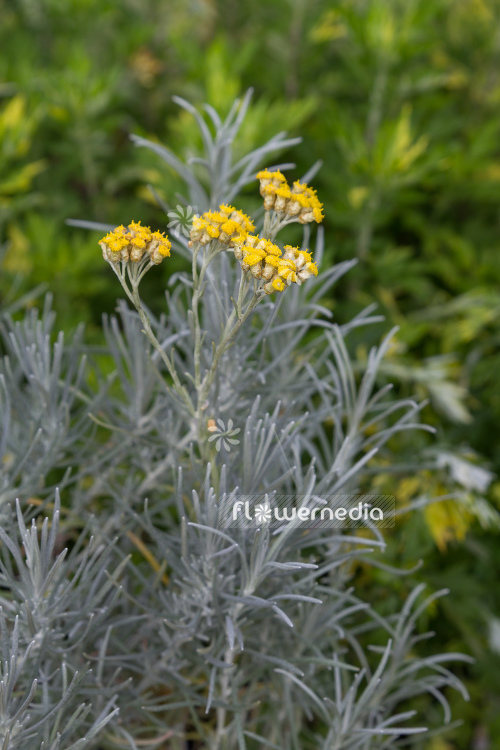 Helichrysum italicum - Curry plant (110337)