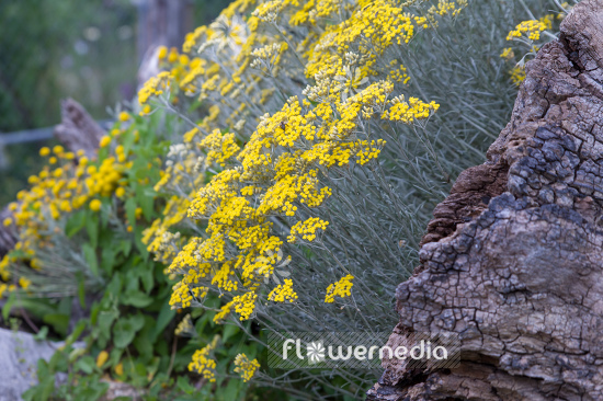 Helichrysum italicum - Curry plant (110339)