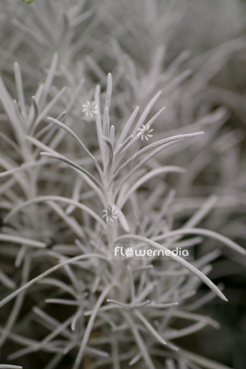 Helichrysum italicum - Curry plant (110341)