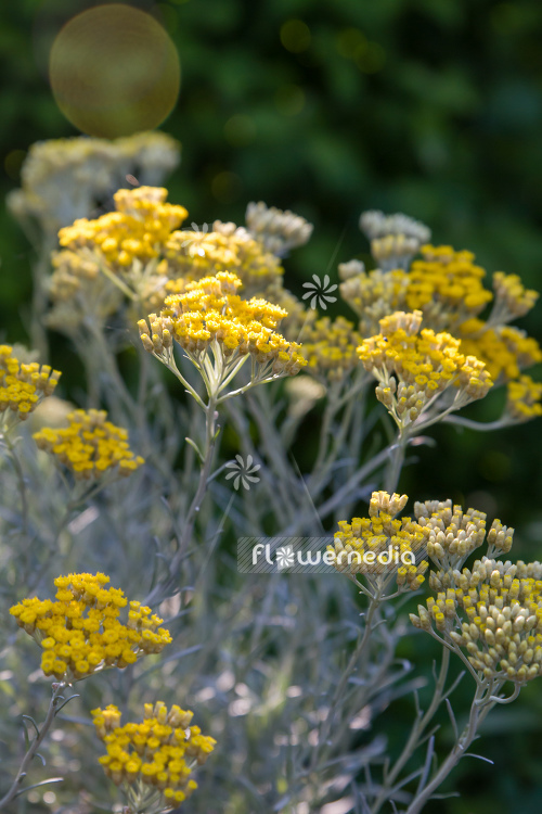 Helichrysum italicum - Curry plant (110592)