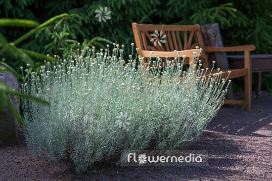 Helichrysum italicum - Curry plant (110593)