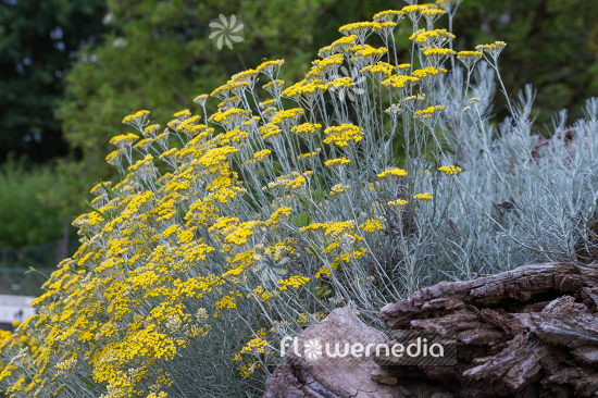 Helichrysum italicum - Curry plant (110601)