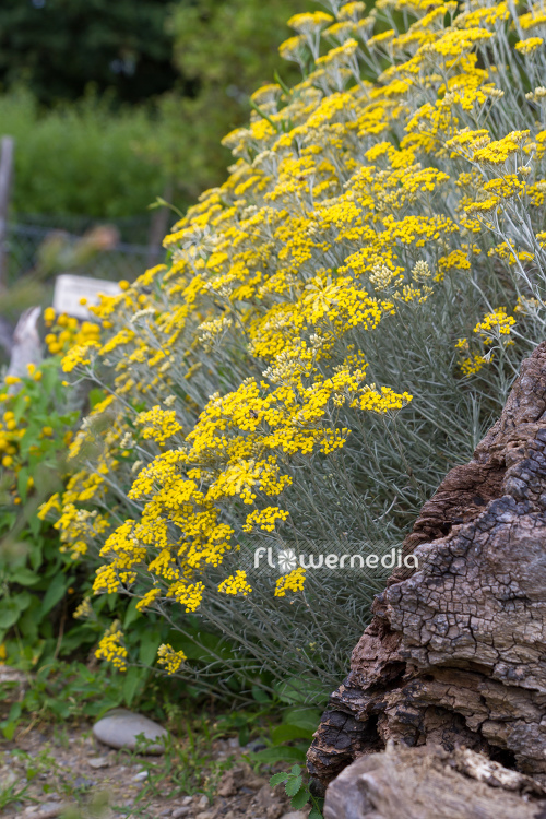 Helichrysum italicum - Curry plant (110602)