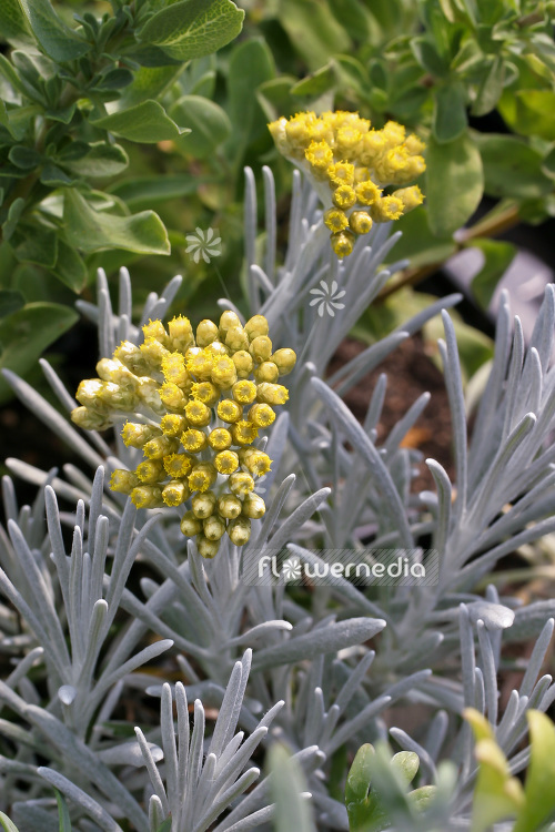 Helichrysum italicum 'Silbernadel' - Curry plant (103633)