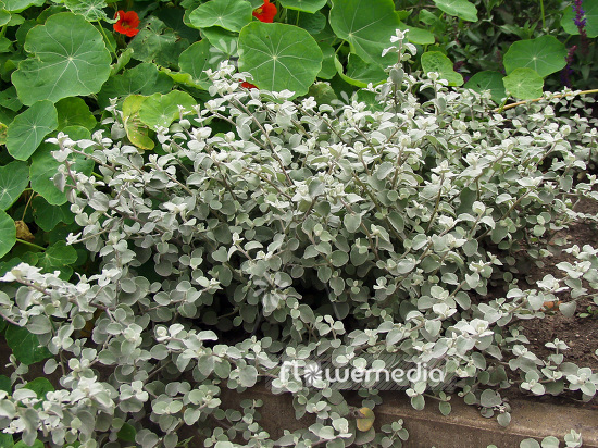 Helichrysum petiolare - Licorice plant (101047)