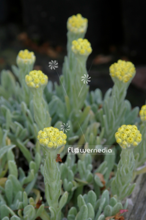 Helichrysum plicatum - Everlasting (109699)