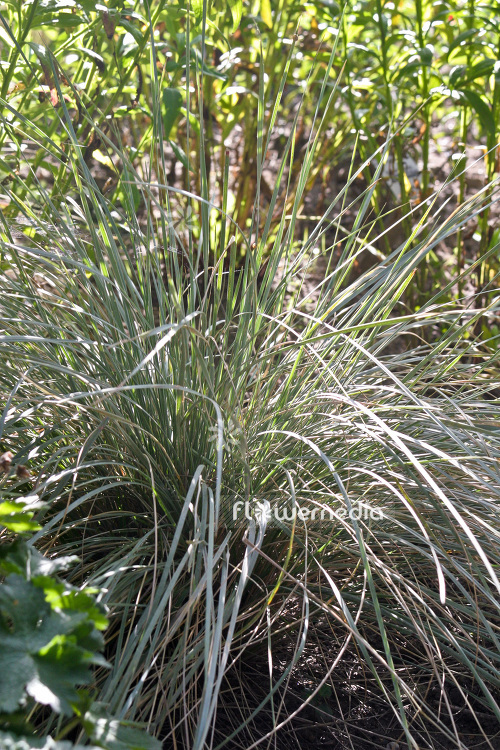 Helictotrichon sempervirens - Blue oat grass (103634)