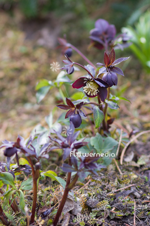 Helleborus purpurascens - Purple-flowered christmas rose (103653)