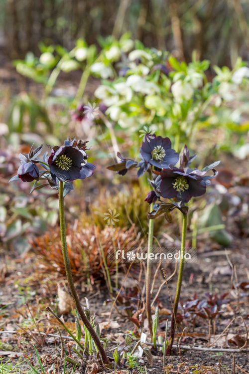 Helleborus purpurascens - Purple-flowered christmas rose (105451)